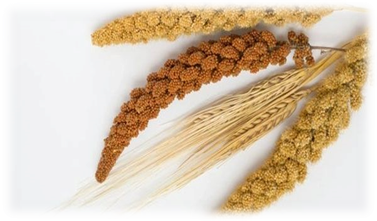 A group of wheat ears

Description automatically generated with medium confidence